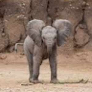 Meet your Posher, Jazmine